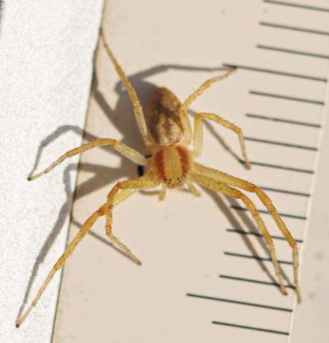 Réf. 342 414 : Philodromus (albidus-rufus)